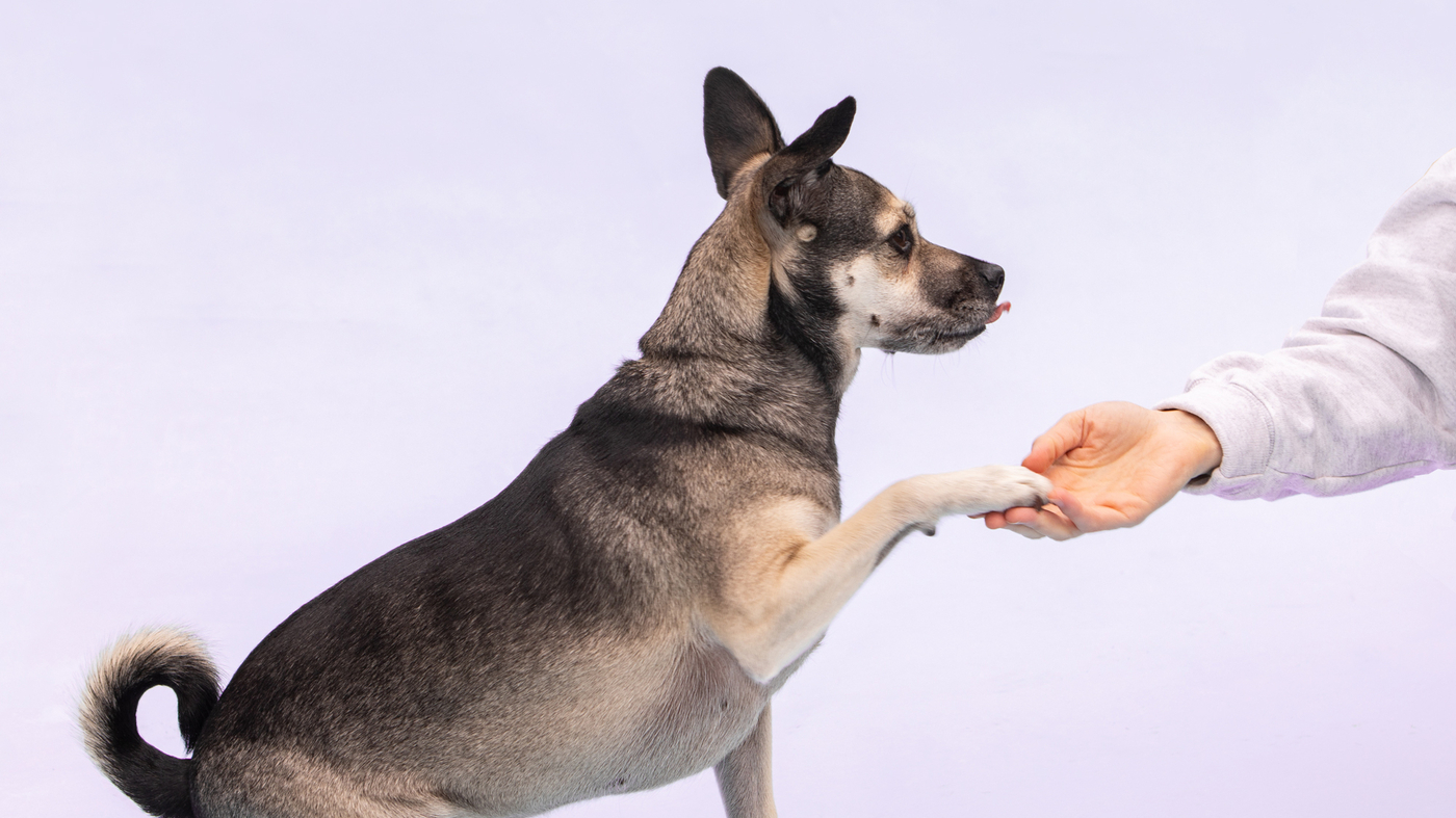 The Ultimate Guide to Finding the Best Dog Trainers in Florida