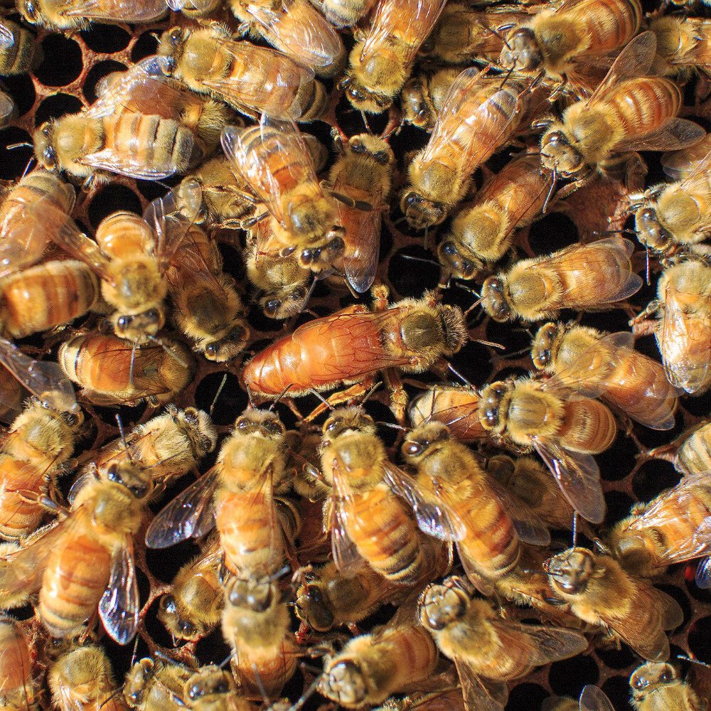 bee for sale