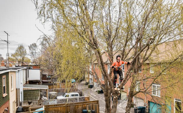 Residential Tree Surgery Preston