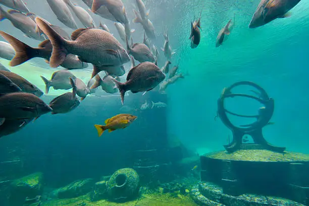 Atlantis Submarine Expedition