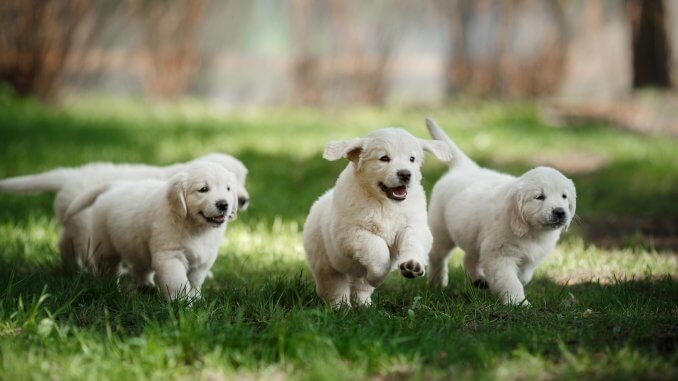 Mini Golden Retriever Puppies