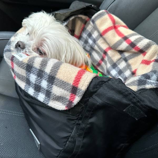 pet carriers for dogs