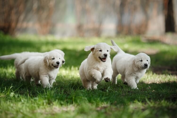 Small Golden Retrievers