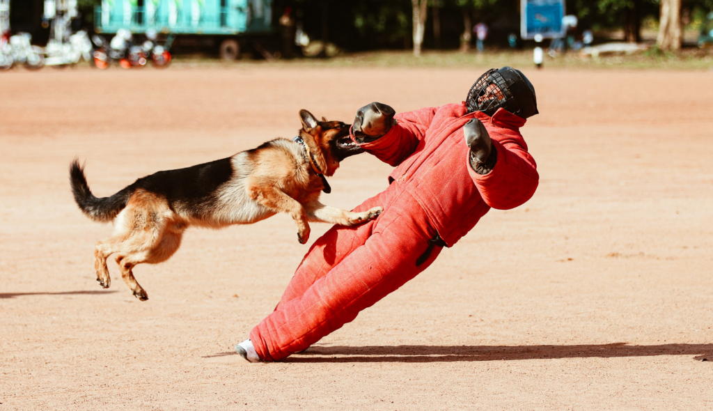 German shepherd attack 