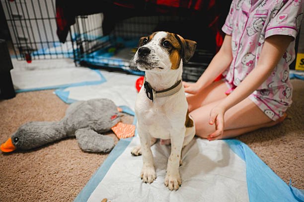 Pet Stain Odor Removal Ashburn