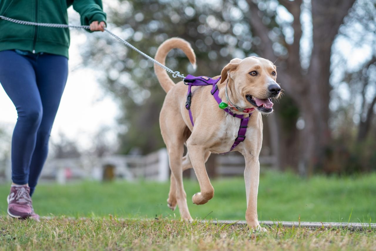 Pet dog with harness